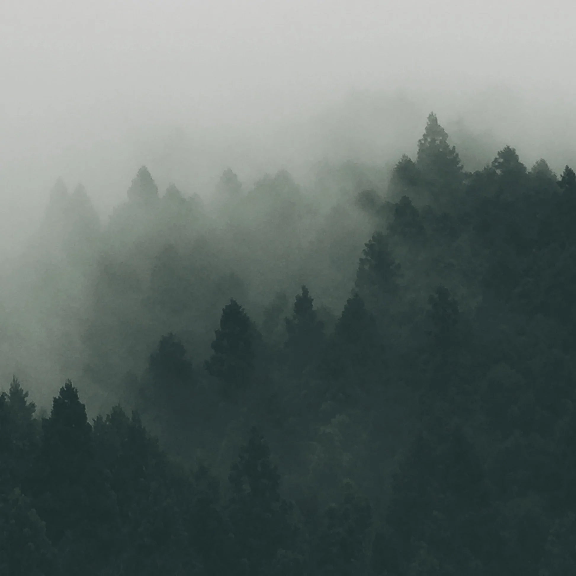 4,500 Trees Planted